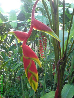 Heliconia