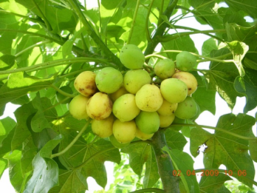 Jatropha curcas